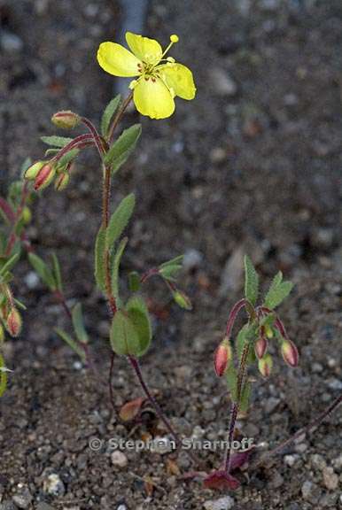 camissonia sierrae ssp sierrae 3 graphic